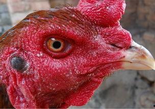 国产老鸡露脸视频,揭秘神秘幕后故事